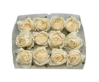 Cream Roses