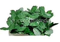 Dark Green Birch Leaves