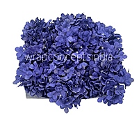 Royal Purple Hydrangeas