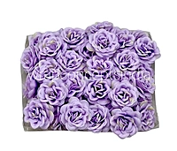 Mauve Shrub Rose
