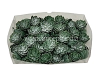 Faux Succulent - Dark Green