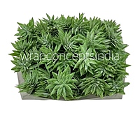 Faux Star Succulent - Light Green