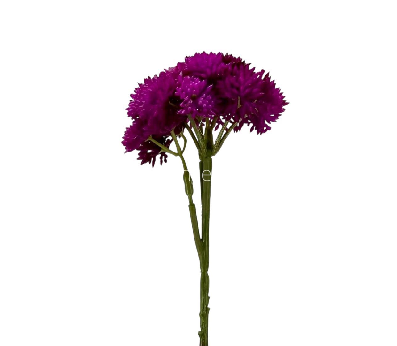 Cacti Flowers  Bunch