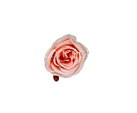 Candlelight Peach Roses