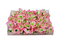 White & Pink Shaded Lily