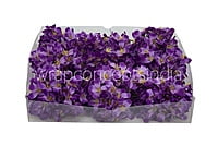 Dewberry French Hydrangeas