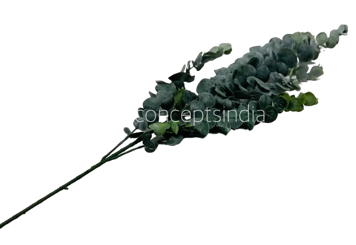 Long Eucalyptus Leaves Bunch