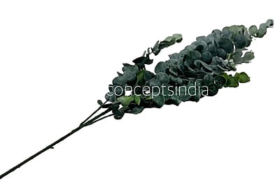 Long Eucalyptus Leaves Bunch