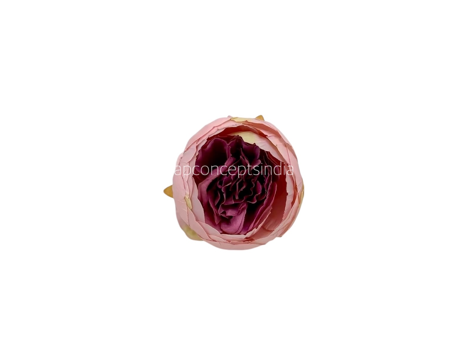 Peony - Peach with Damson