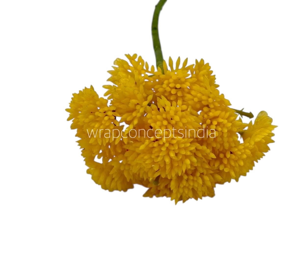 Cacti Flowers  Bunch