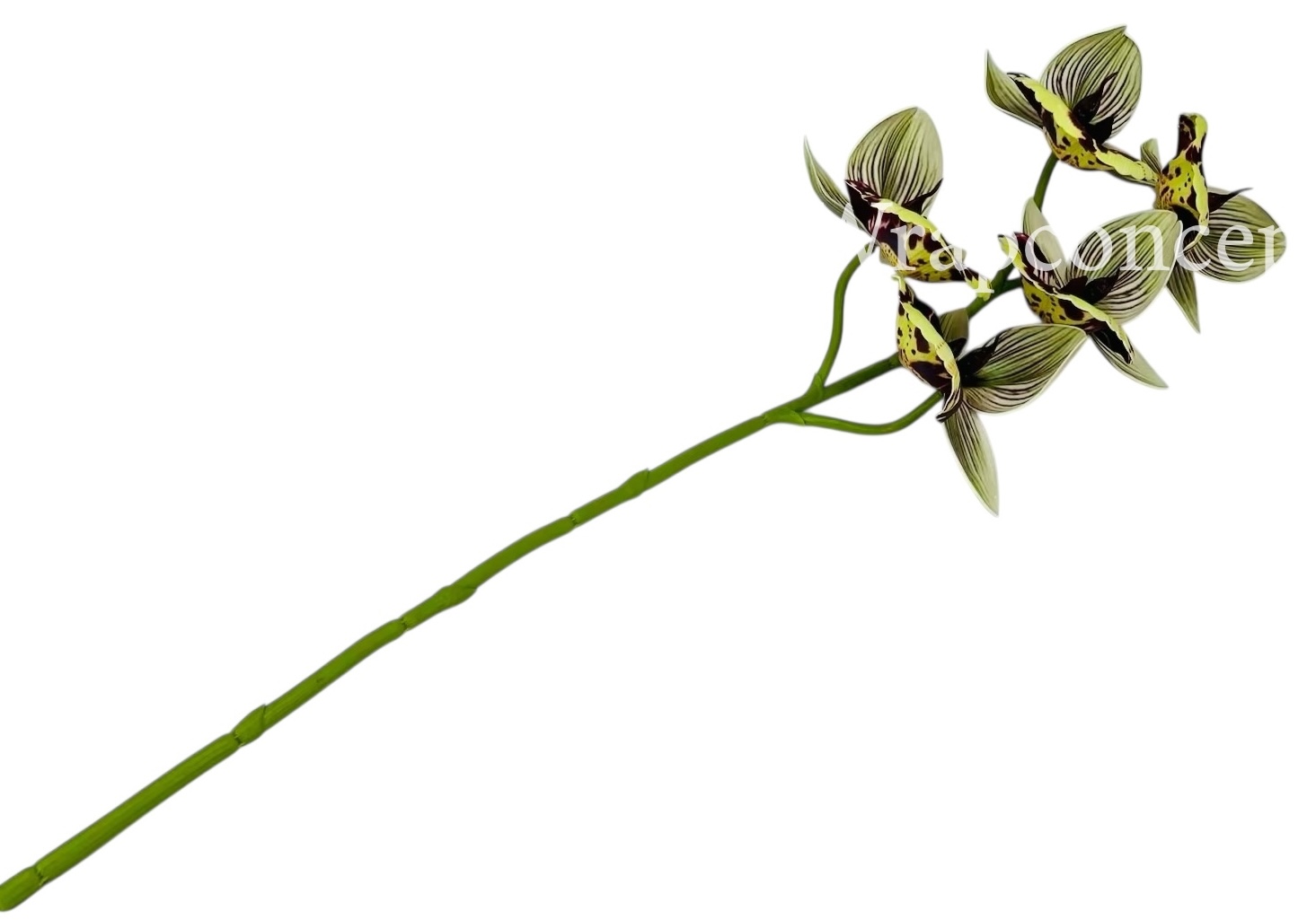 Orchid Sticks - Multicolor