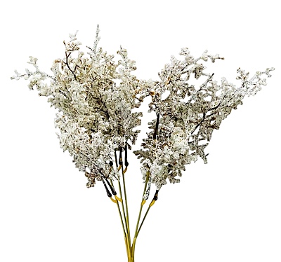 Frosted Plum Blossom Spray