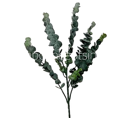 Long Eucalyptus Leaves Bunch