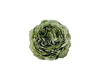 Sage Green Ornate Peony