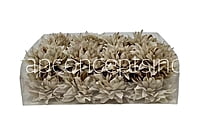 Greige Dahlia Flower