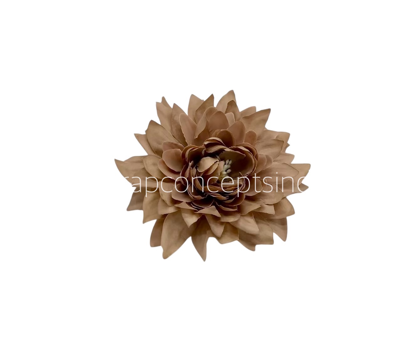 Walnut Dahlia Flower