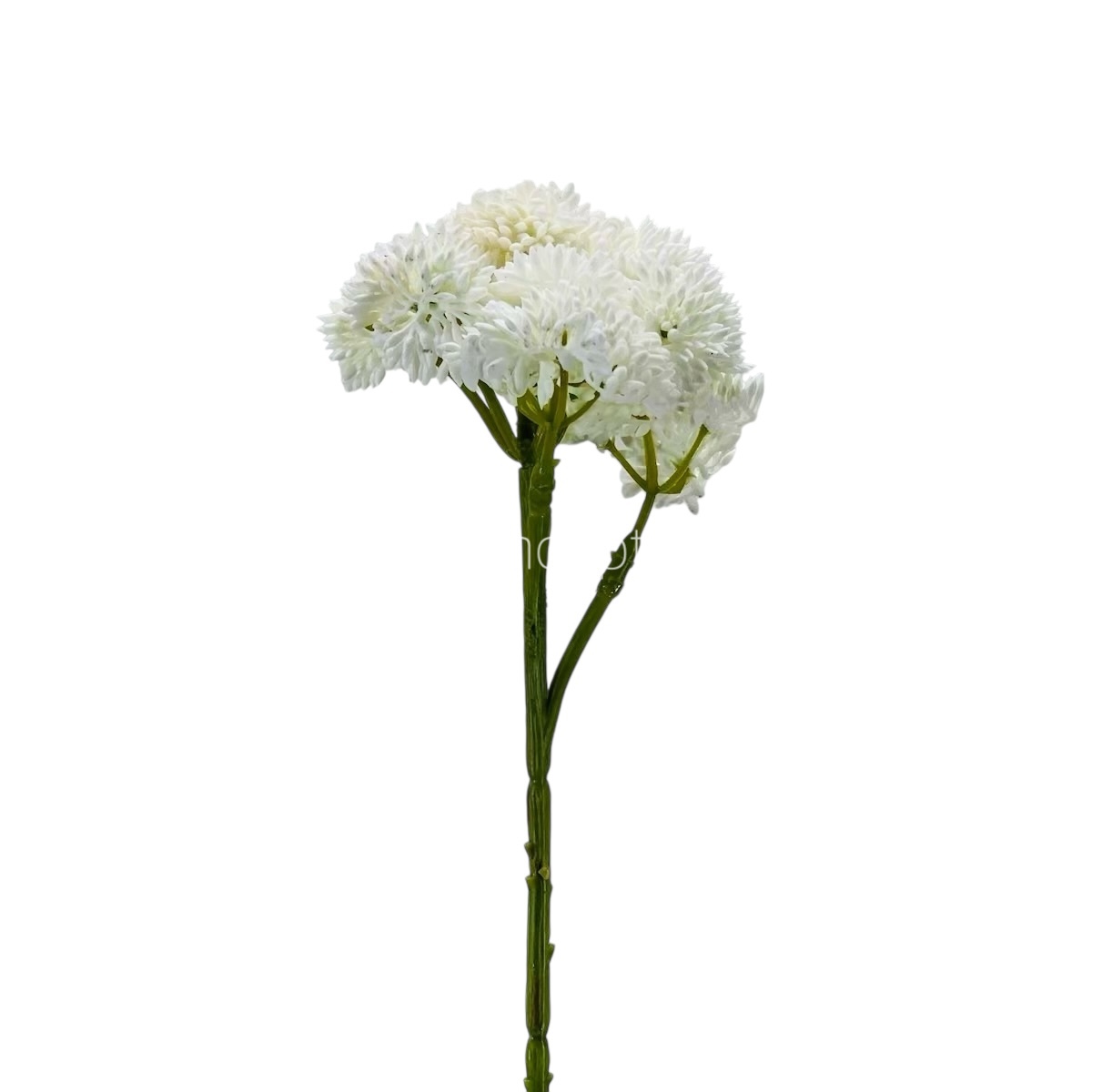 Cacti Flowers  Bunch