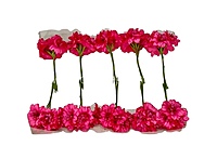 Fuchsia Flowers with Fuchsia Pollens