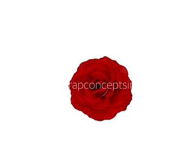 Cadmium Red Shrub Rose
