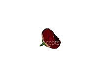 Small Peony- Wine