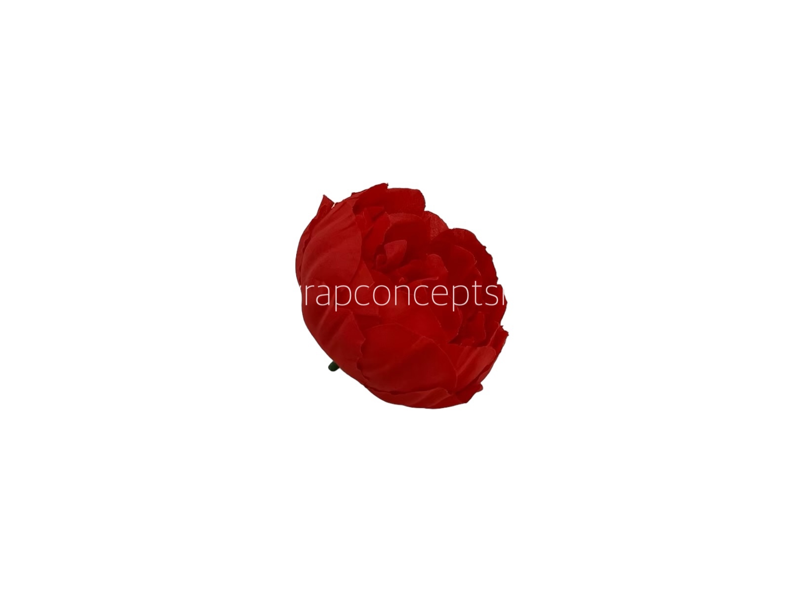 Chilli Red Peony