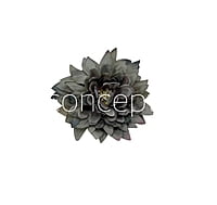 Pastel Grey Dahlia Flower