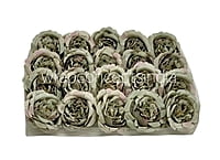 Trout Small Ornate Peonies