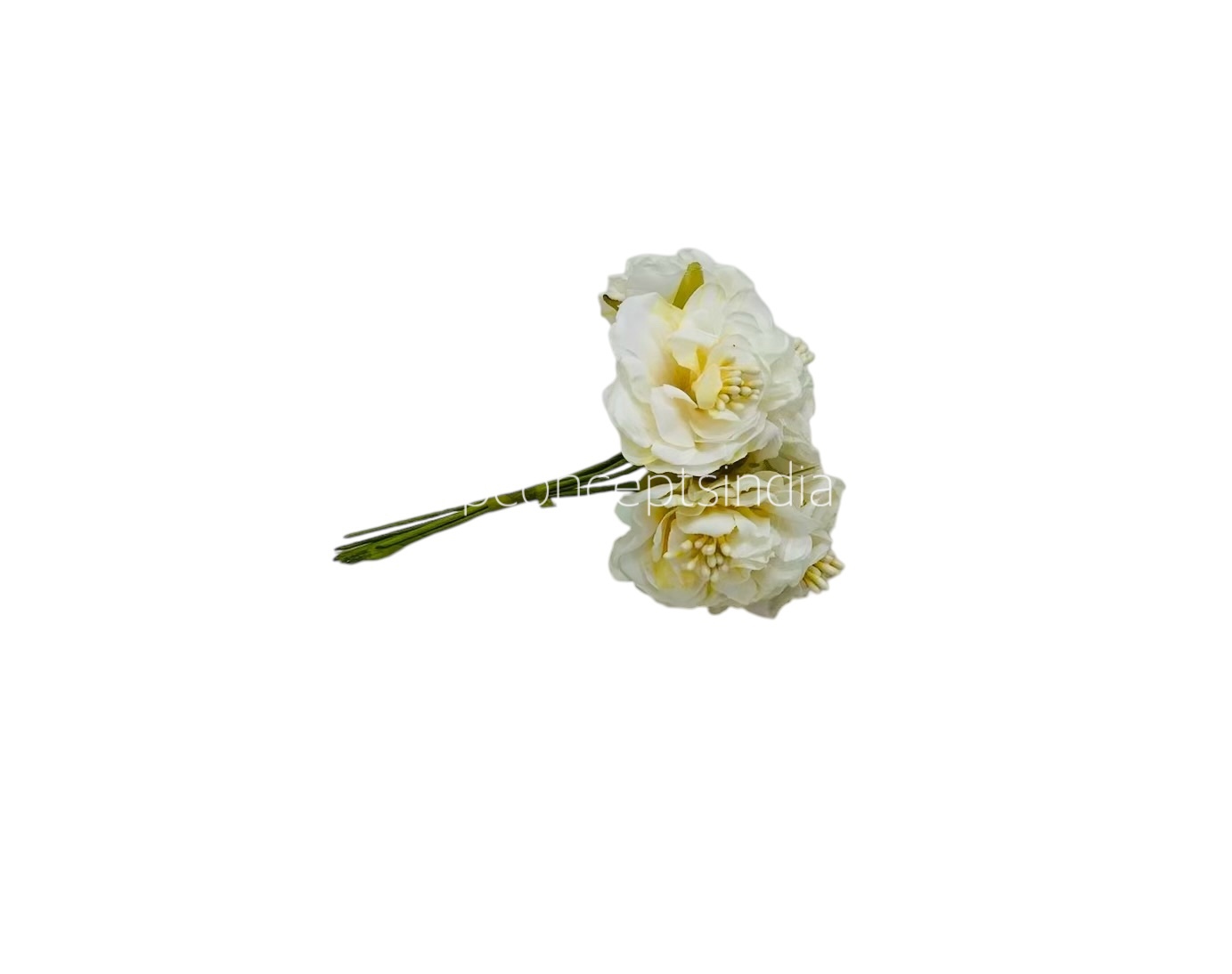 Ivory Windflower