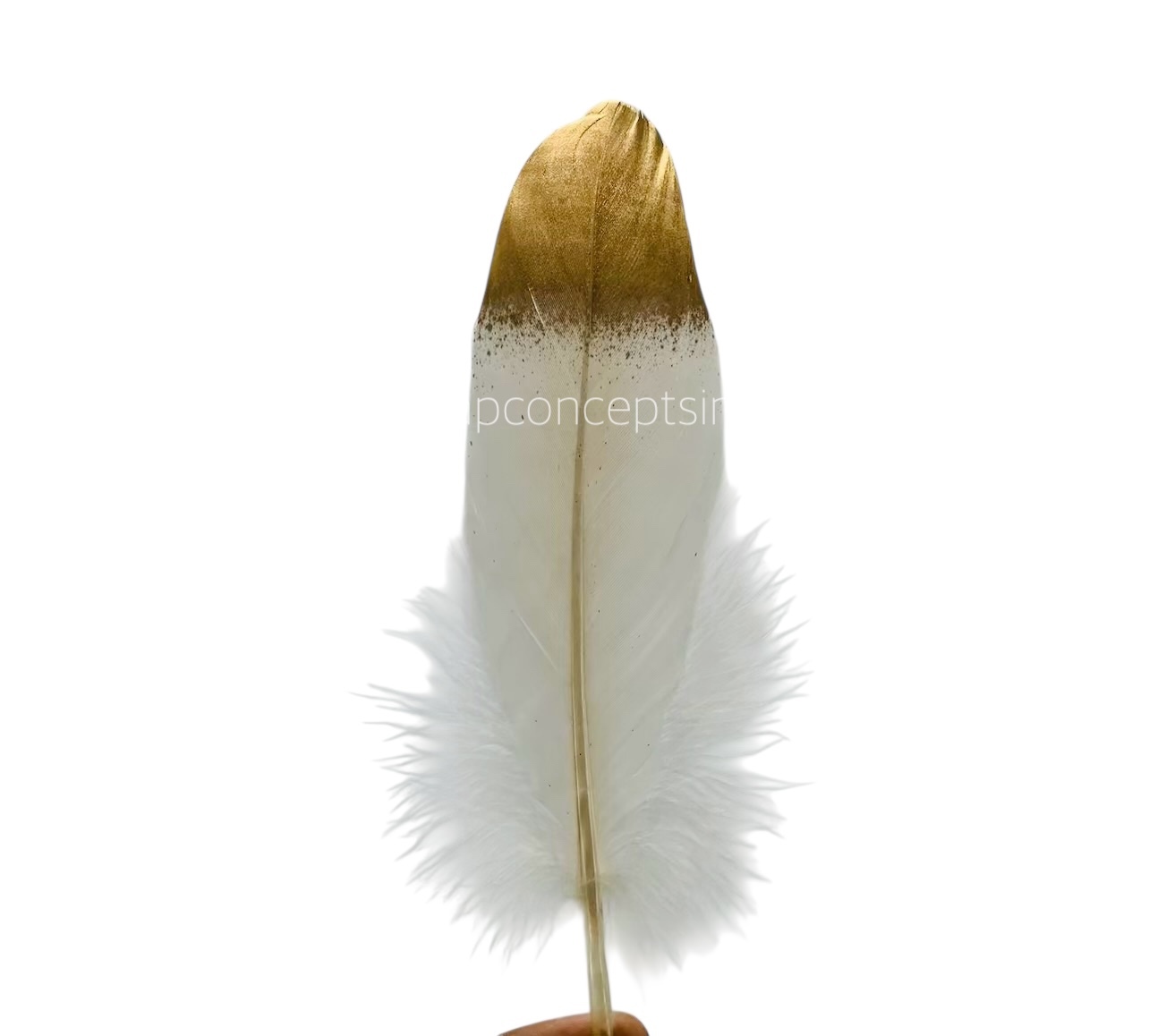 Faux Feather with Gold Edges