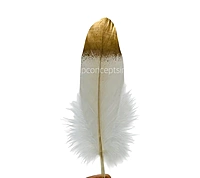Faux Feather with Gold Edges