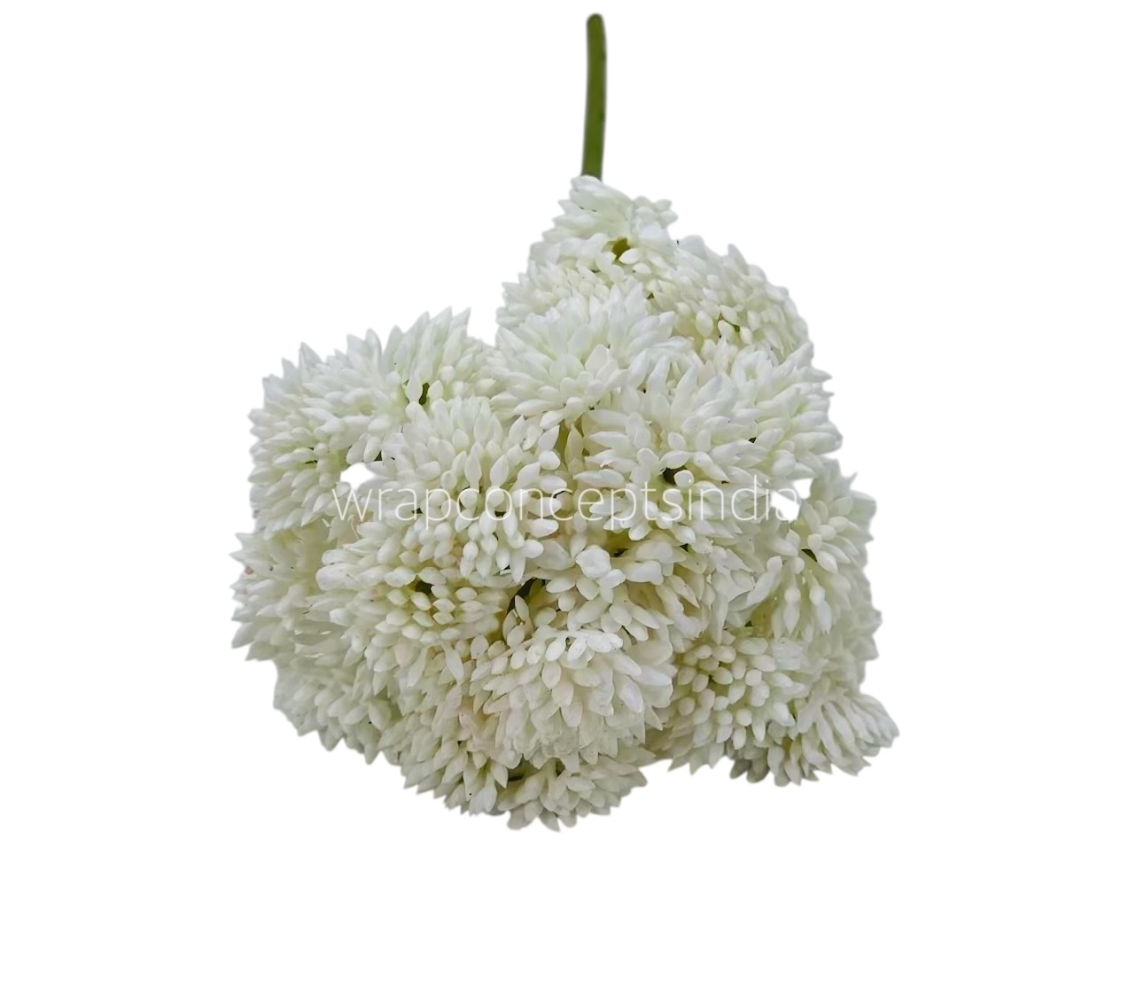 Cacti Flowers  Bunch