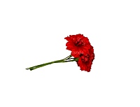 Red Flowers with Red Pollens