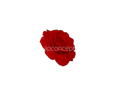 Cadmium Red Shrub Rose