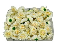 Ivory Small Dahlias