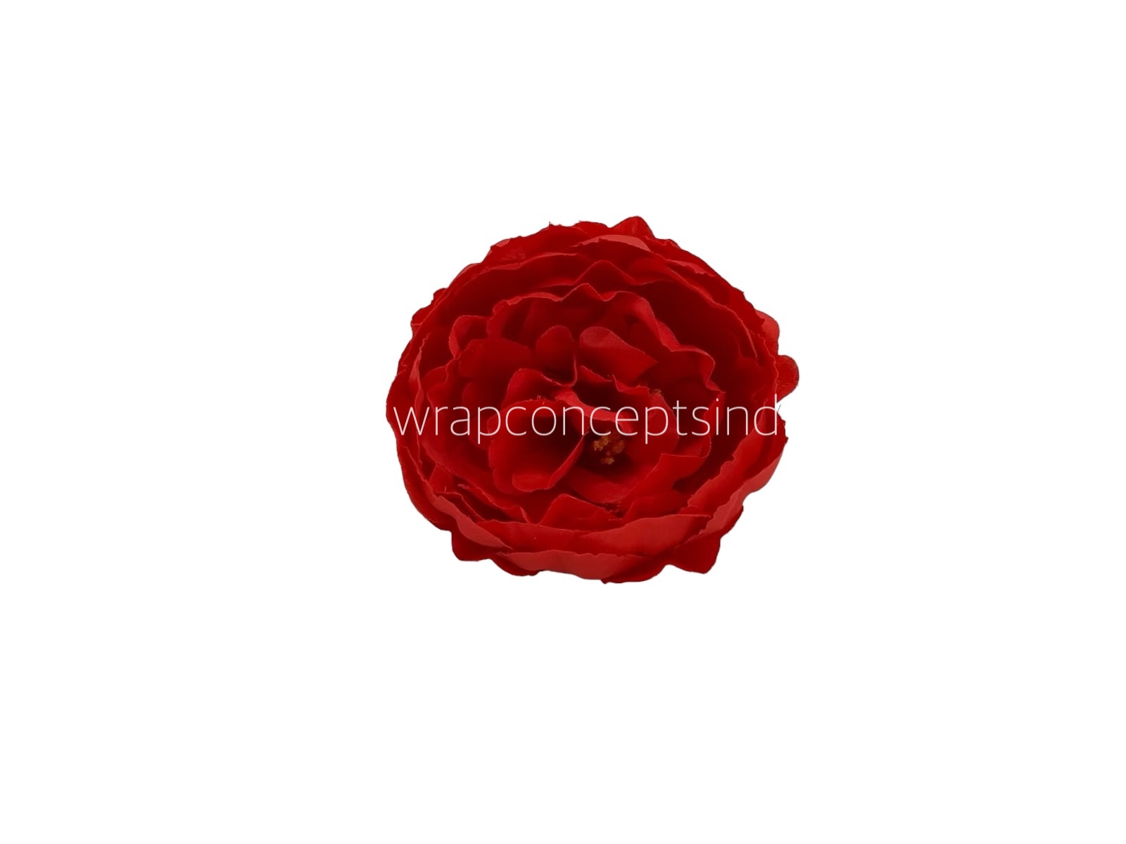 Chilli Red Peony