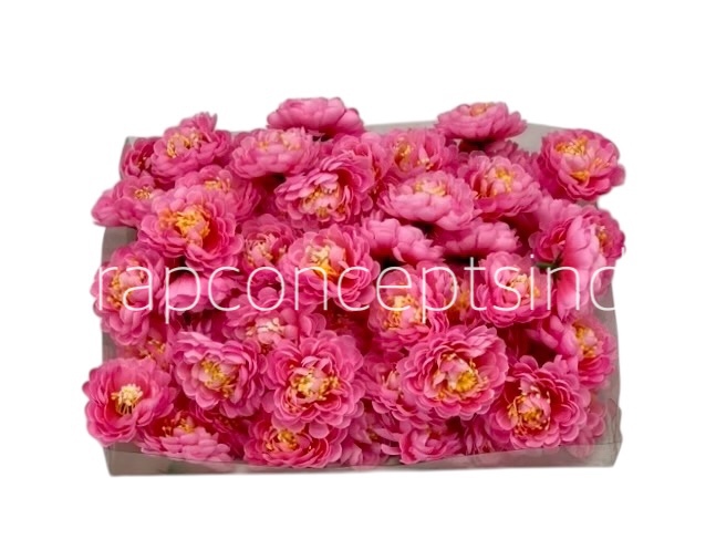 Candy Pink Small Dahlias