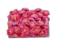 Candy Pink Small Dahlias