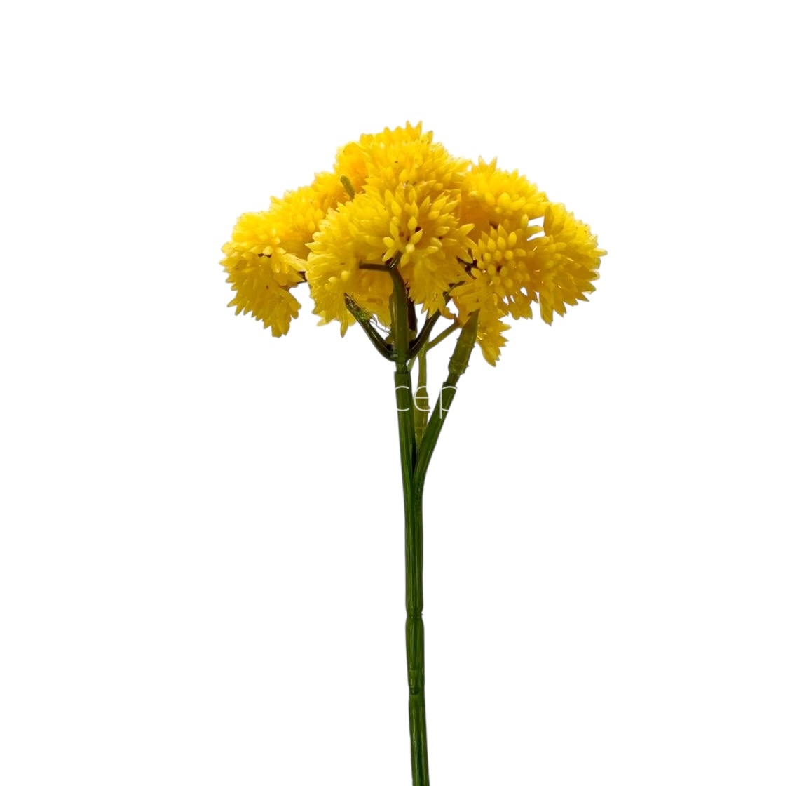 Cacti Flowers  Bunch