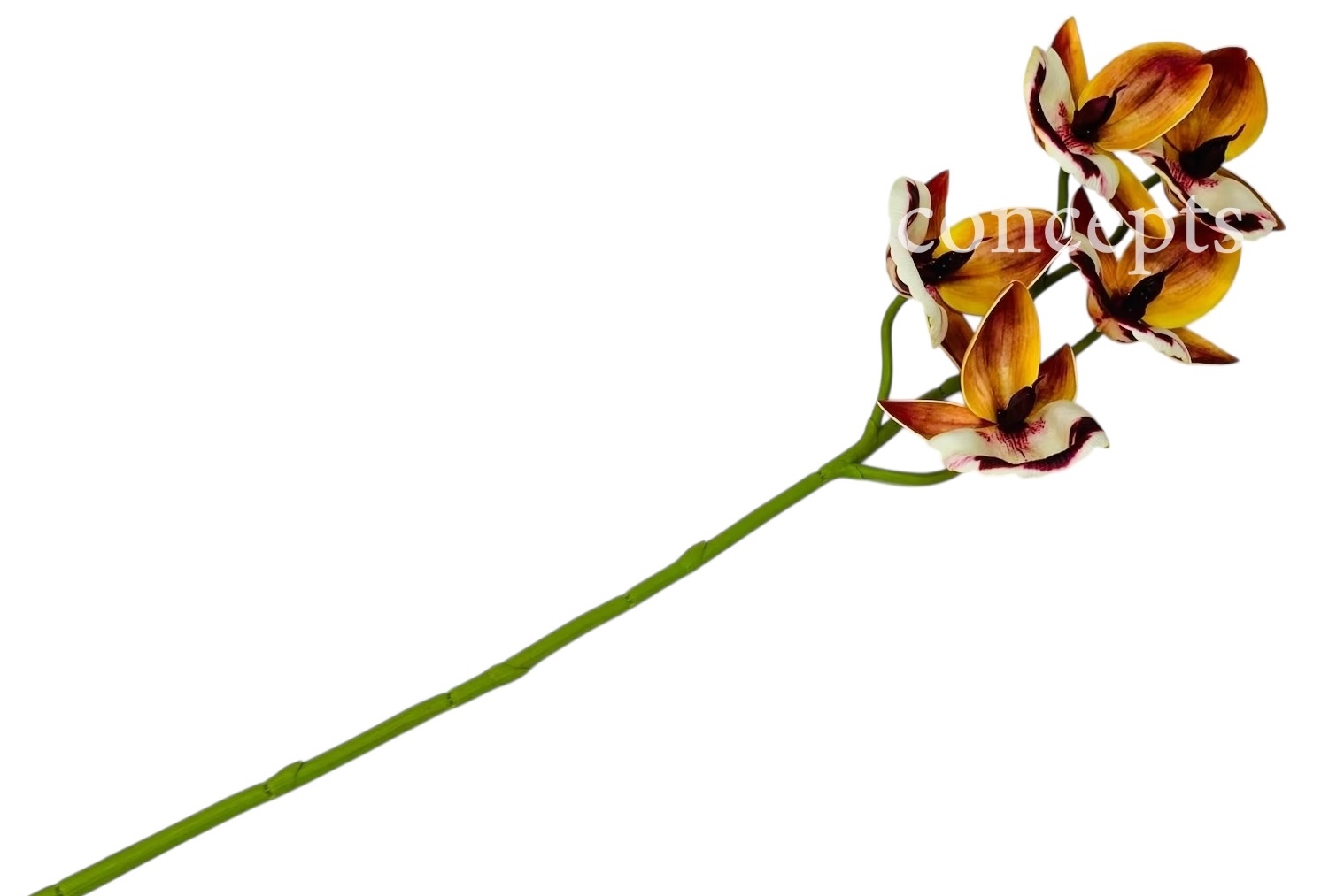 Orchid Sticks - Multicolor