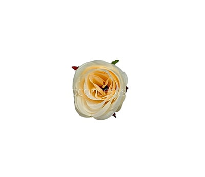 Rose-W-6191-Fuchsia Pink (17)