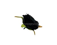 Black Camellia Flower