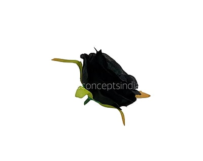 Black Camellia Flower