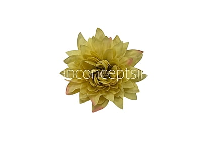 Lime Dahlia Flower
