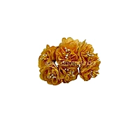 Ochre Windflower