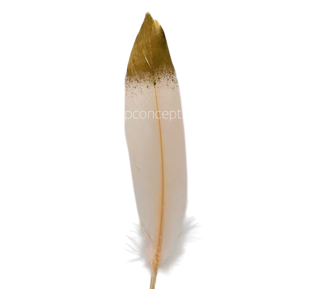Faux Feather with Gold Edges