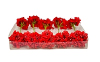Red Flowers with Red Pollens