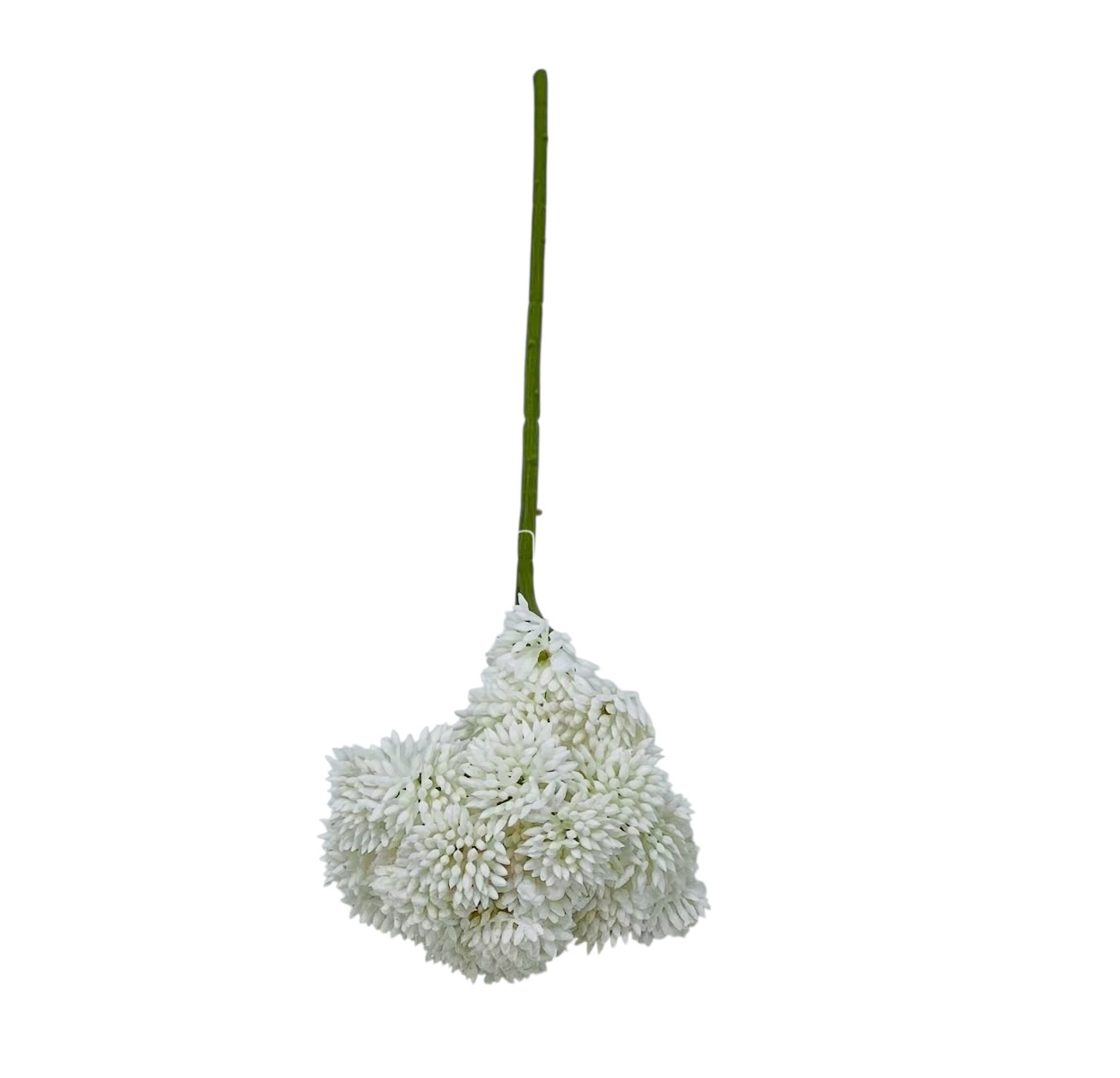 Cacti Flowers  Bunch