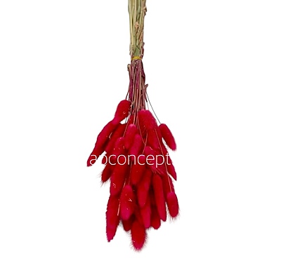 Preserved Bunny Tails