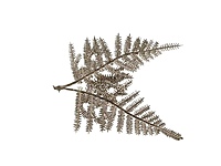 Champagne Candy Grass Leaves