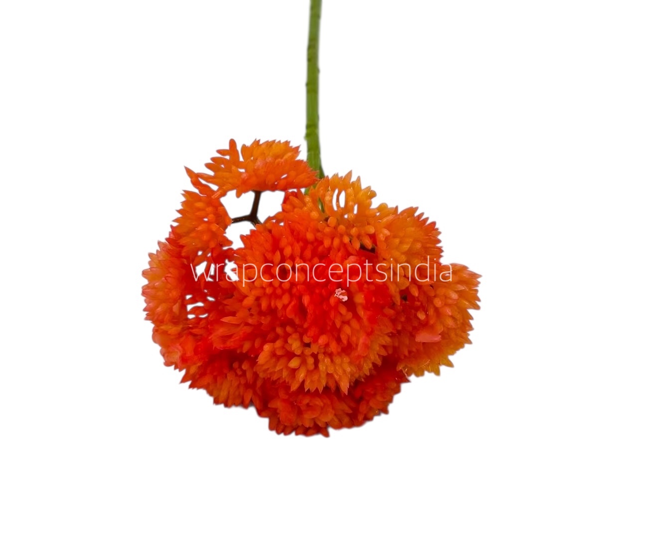 Cacti Flowers  Bunch